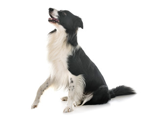 border collie in studio