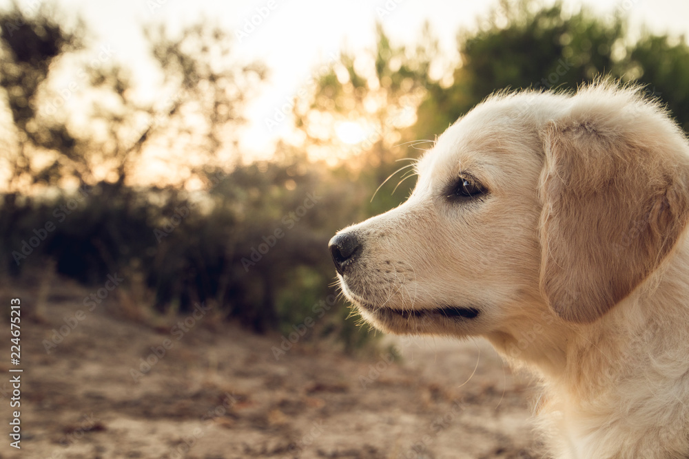 Portrait of a puppy dog in the countryside