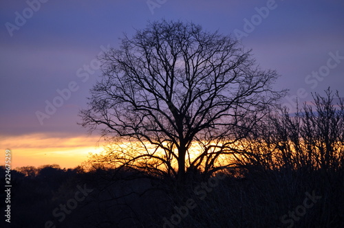 A winter tree in the evening 