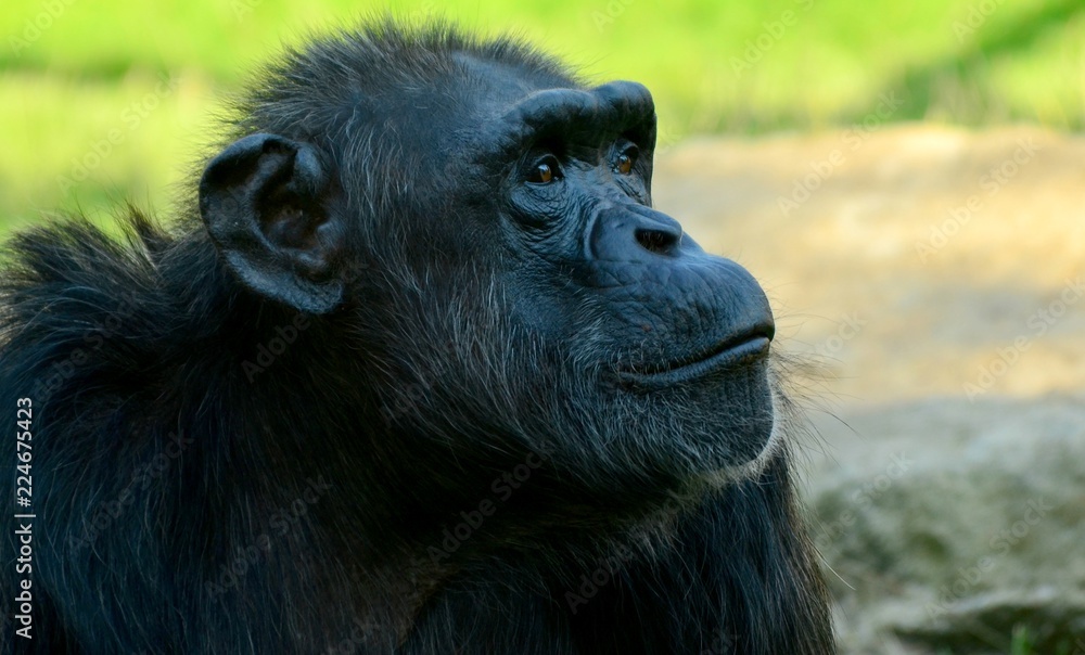 Naklejka premium Chimpanzee