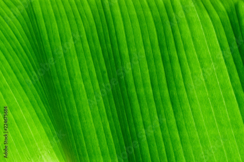 Texture background of backlight fresh green Leaf.