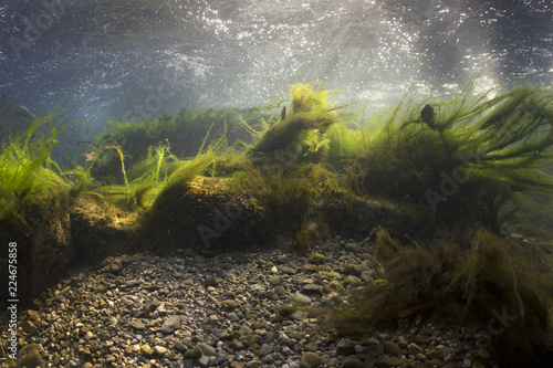 Canvastavla River underwater rocks on a shallow riverbed with clear water