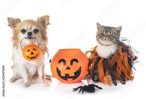 puppy, kitten and hallowen