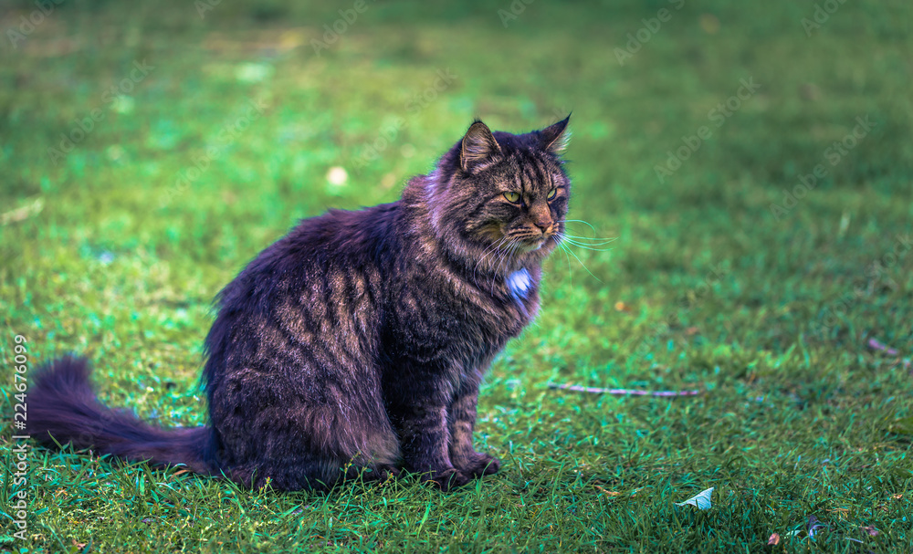 Norwegian forest cat on a farm in the Swedish Archipelago, Sweden