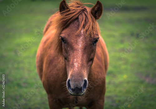 Closeup of a horse on a farm in the Swedish Archipelago, Sweden