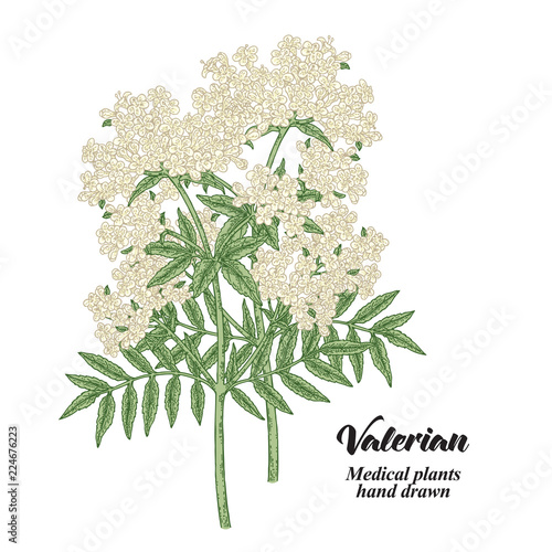 Hand drawn Valerian plant isolated on white background. Medical herbs. Colored vector illustration.