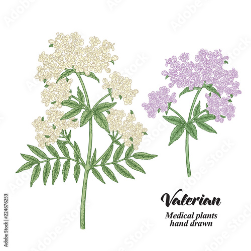 Hand drawn Valerian branches isolated on white background. Medical herbs. Colored vector illustration.