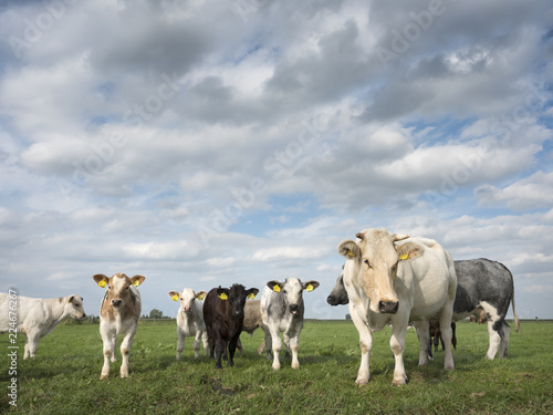 green meadow with meat cows and calves in the netherlands © ahavelaar