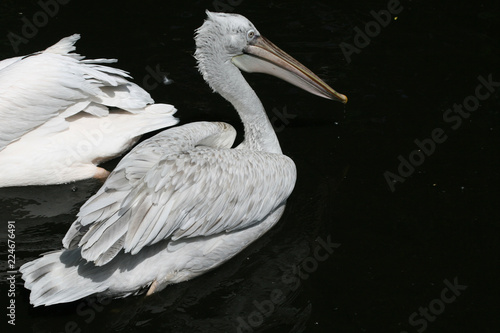 Pelican in the pond of Moscow Zoo. June, 2007. photo