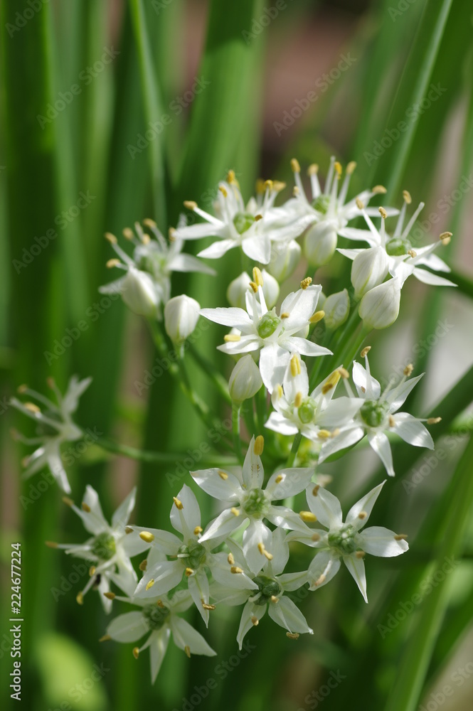 Chinese chive flowers Chinese chive flowers