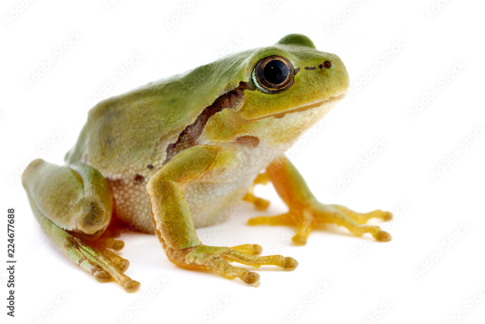 Green tree frog isolated on white background Green tree frog isolated on white background