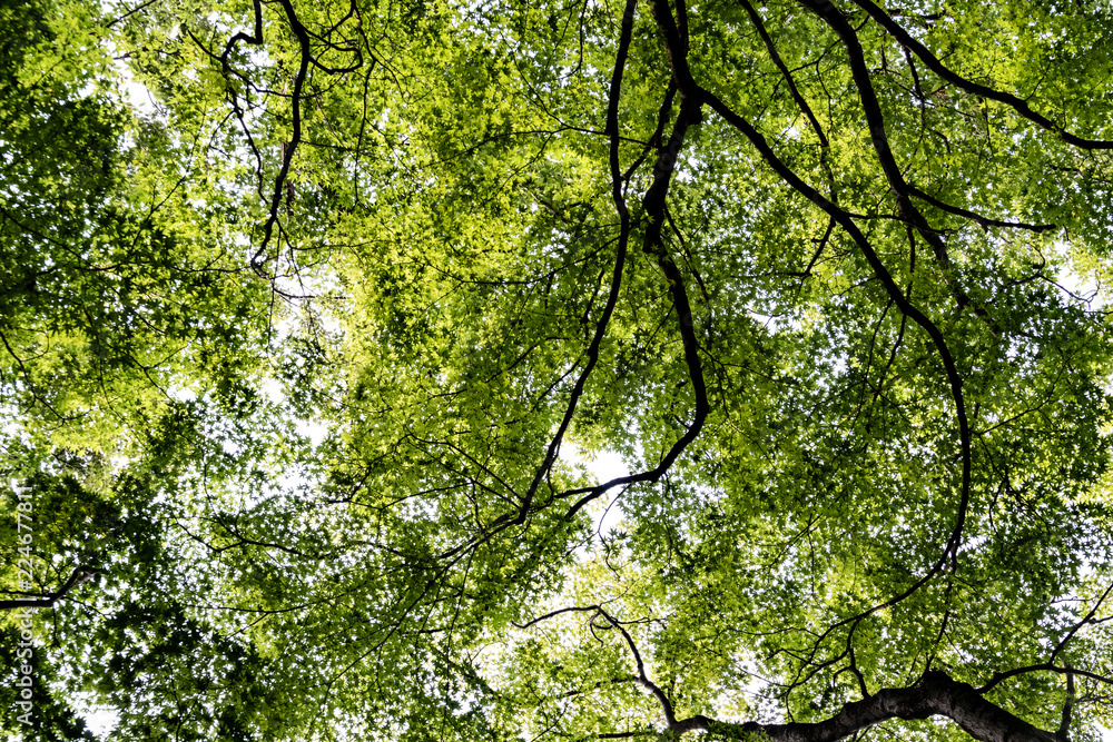 Fototapeta premium green tree leaf