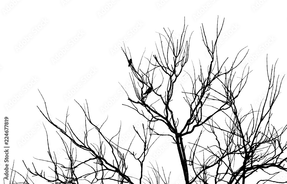 Fototapeta premium Tree branch and bird silhouette isolated on white background