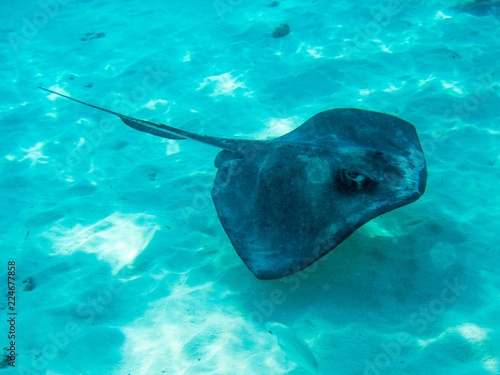 Manta ray swimming in the ocean