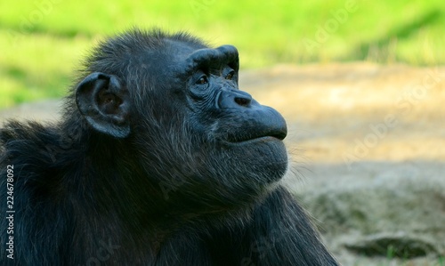 Chimpanzee © Daniel Polák