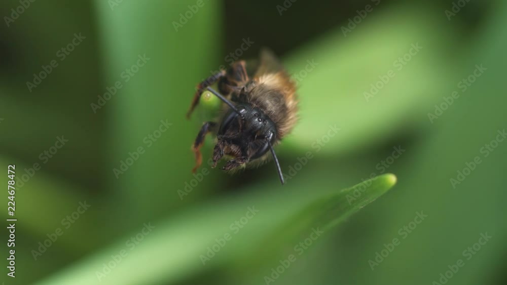 Bee is cleaning itself moving its claws. Macro shot Bee is cleaning itself moving its claws. Macro shot