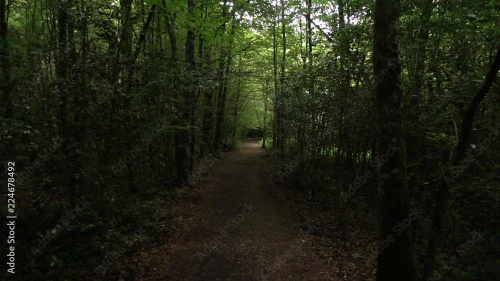 Way of Saint James through a forest of Navarre Way of Saint James through a forest of Navarre
