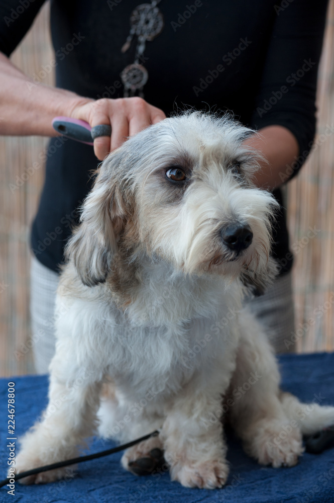 Combing hair of a Pbgv dog (Petit basset griffon vendèen) Combing hair of a Pbgv dog (Petit basset griffon vendèen)