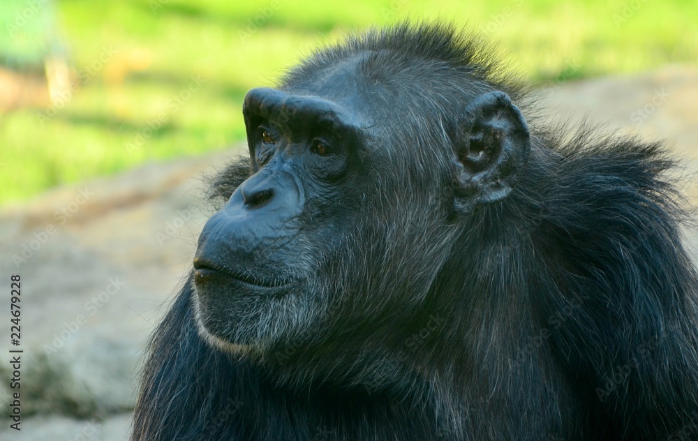 Chimpanzee