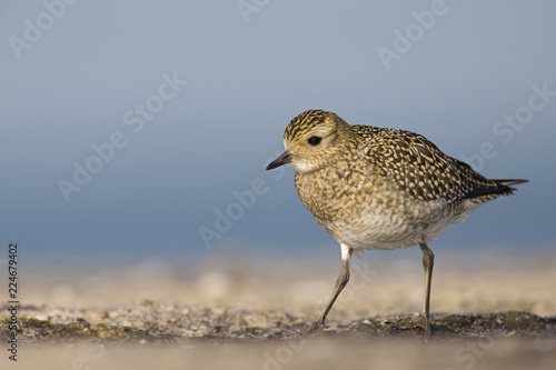 An European golden plover (Pluvialis apricaria) walking and foraging in the morning sun on the Island Heligoland.