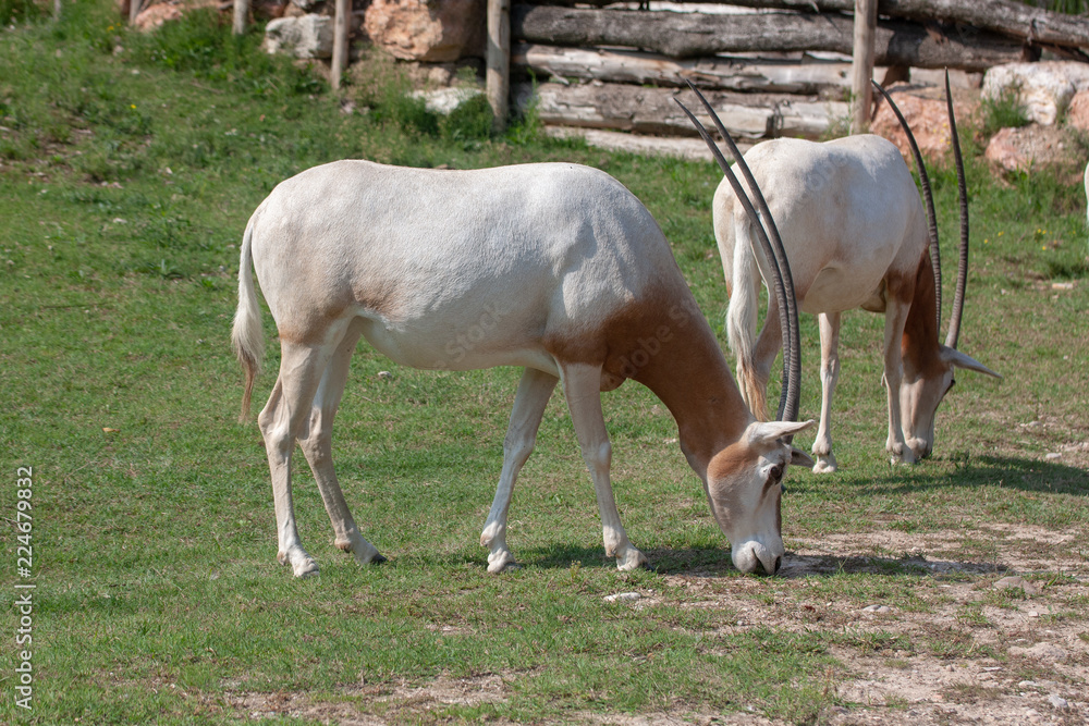 Obraz premium mare and foal