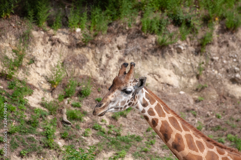 Obraz premium giraffe in zoo