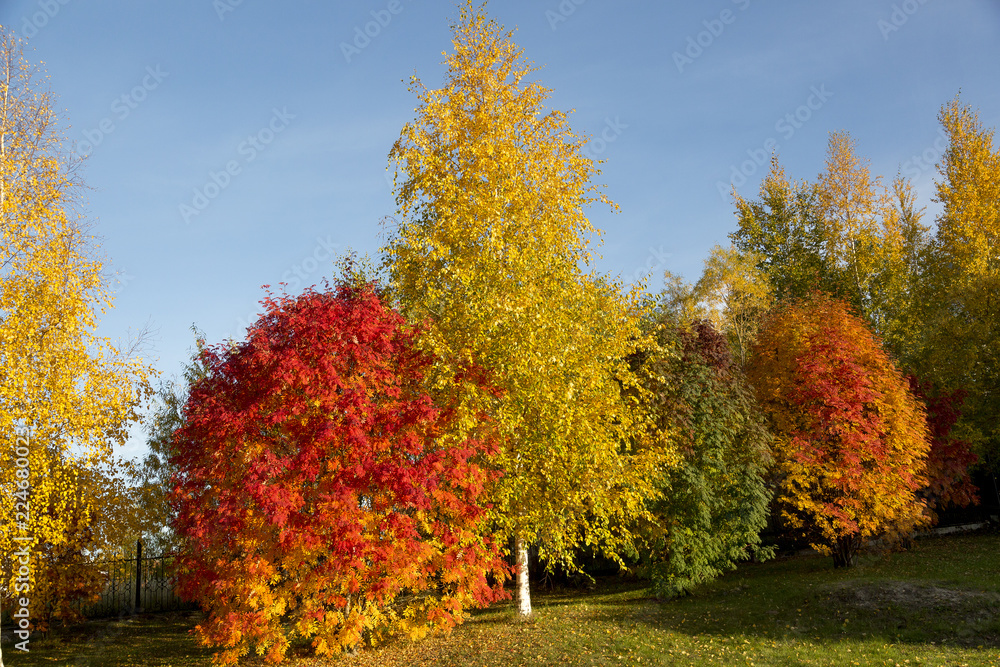 Red aspen and yellow birch on blue sky background Red aspen and yellow birch on blue sky background