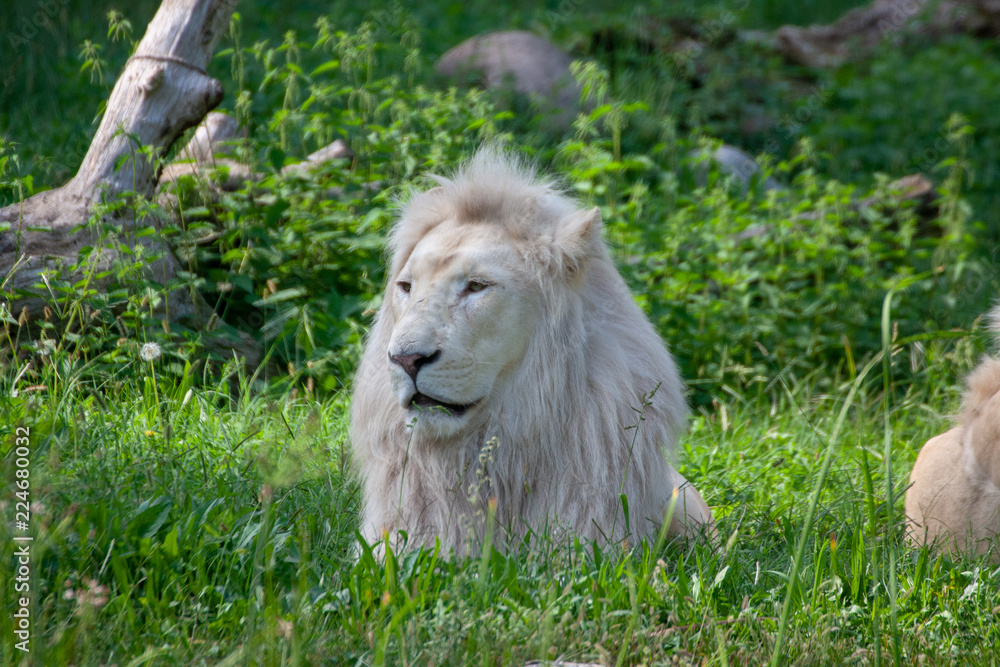 Fototapeta premium portrait of a lion