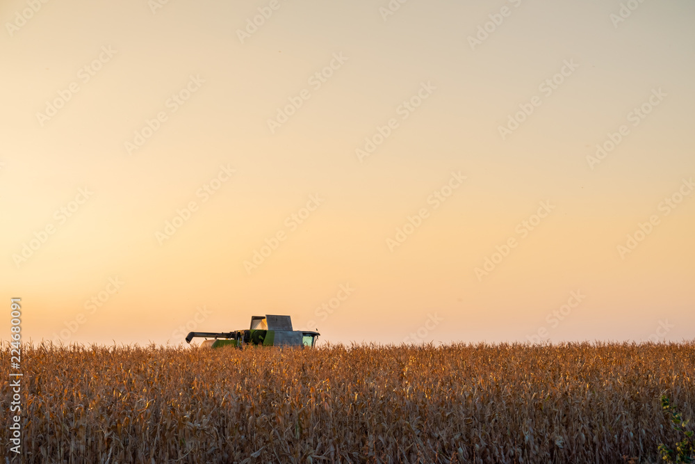 Combine harvester machine in corn field at sunset. Multi purpose thresher tracktor gathering crop in beautiful sunlit area