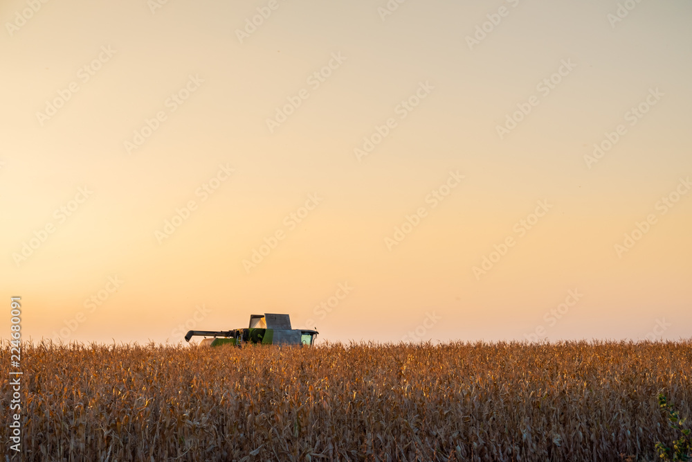 Obraz premium Combine harvester machine in corn field at sunset. Multi purpose thresher tracktor gathering crop in beautiful sunlit area