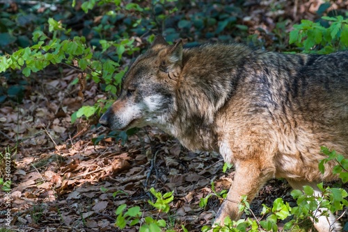 Nahaufnahme eines m  nnlichen Wolfes in seinem Revier  Deutschland
