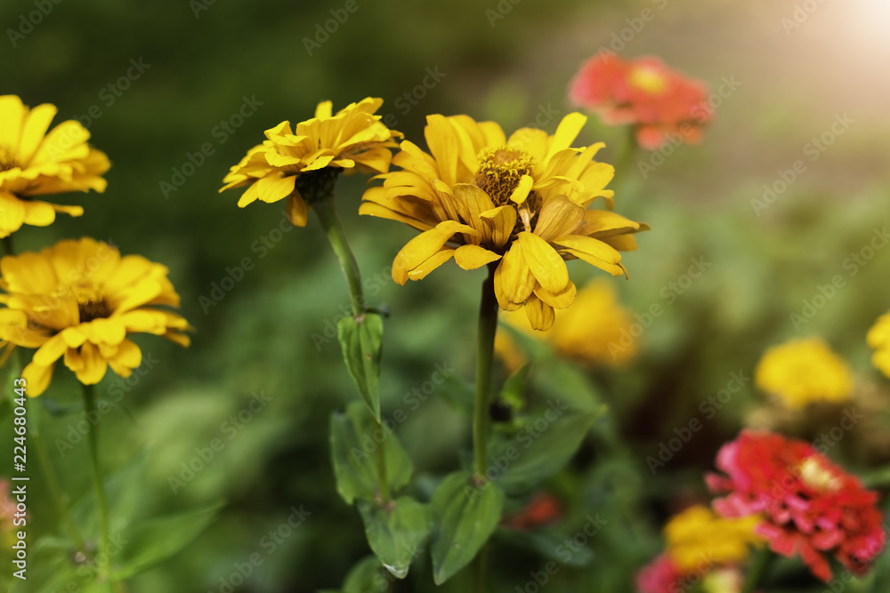 Zinnia Autumn flower design. In warm sunlight Zinnia Autumn flower design. In warm sunlight