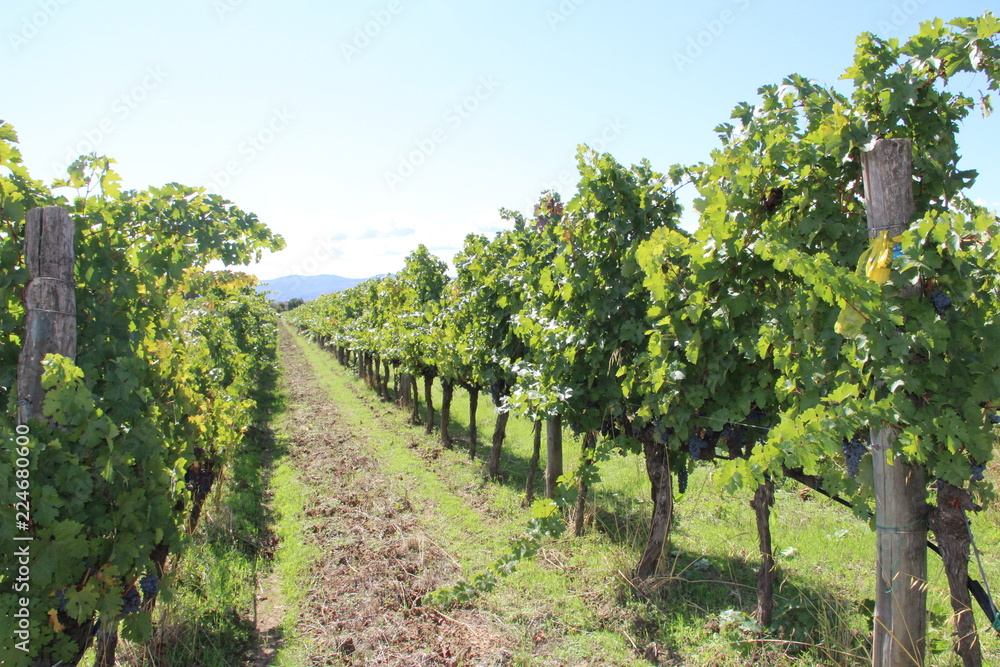 Rows of vines