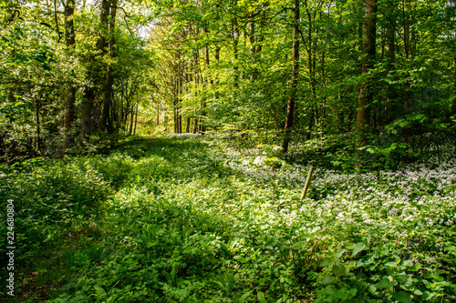 Spring Woodland