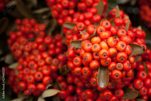 Rosa mosqueta (Rosa eglanteria) plant in Patagonia