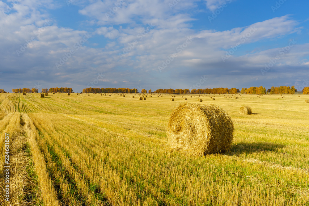Picturesque autumn landscape with beveled field and straw bales. Beautiful agriculture background