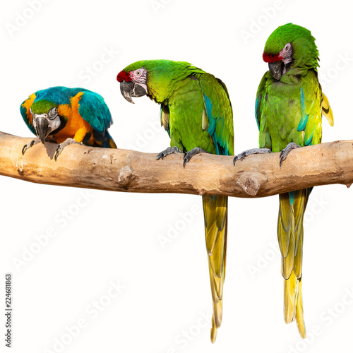 Isolated Parrots - Ara ararauna on tree photo