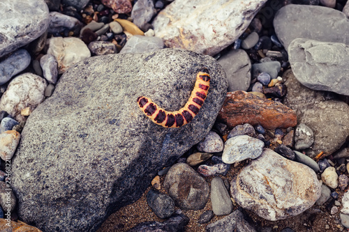 Photography Red caterpillar Cossus Cossus on gray stones