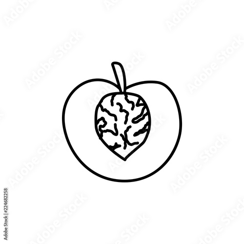 Peach, nectarine fruit with seed. Line vector icon