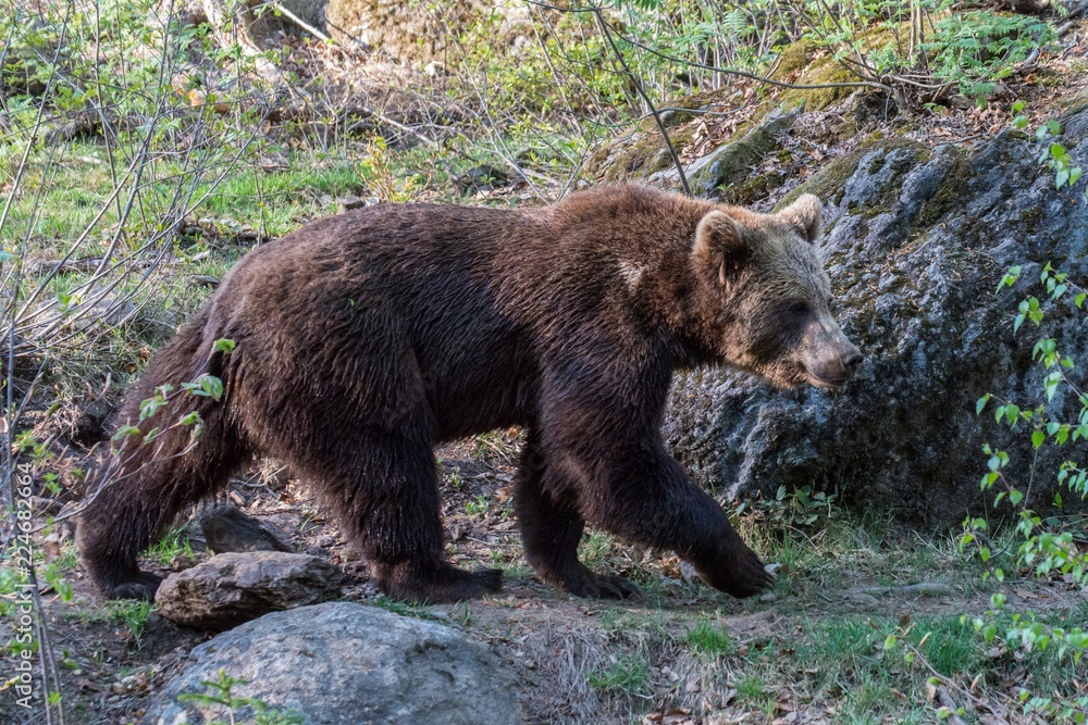 Braunbär auf streift durch sein Revier, Deutschland Braunbär auf streift durch sein Revier, Deutschland