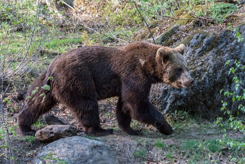 Braunbär auf streift durch sein Revier, Deutschland 