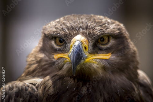 Portrait of an eagle in Feldberg Germany