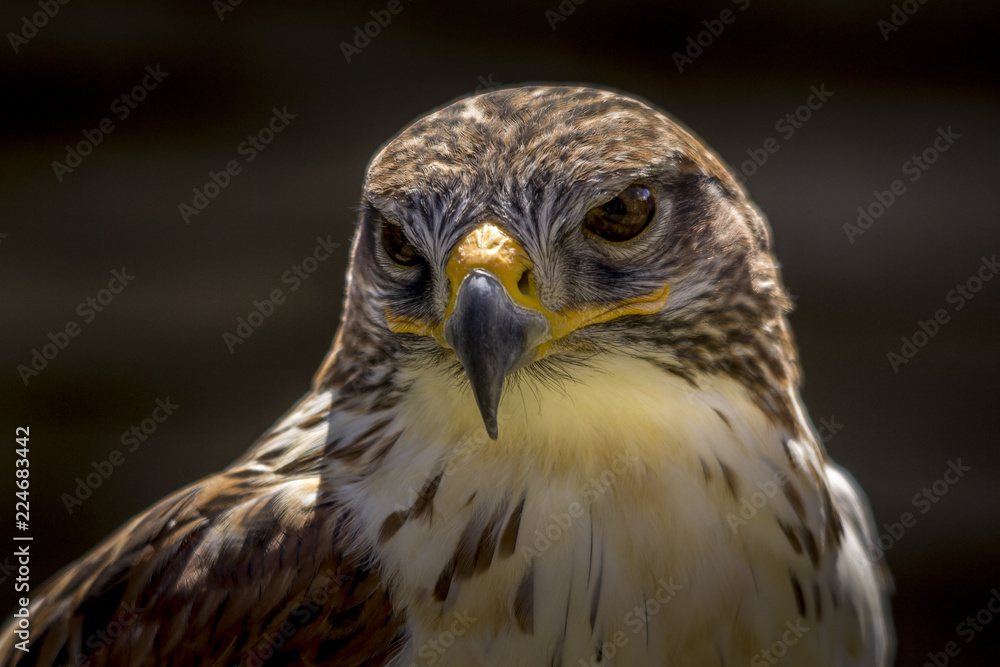 Portrait of a falcon in Feldberg Germany