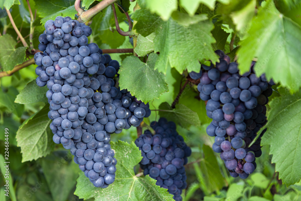 bunches of ripe red wine grapes with leaves close up