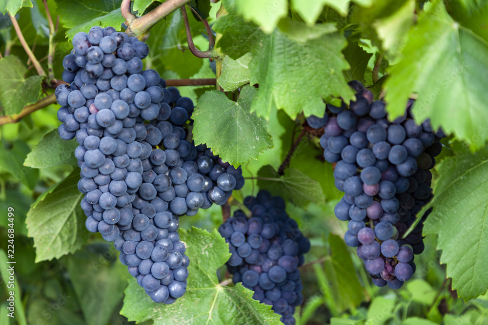 bunches of ripe red wine grapes with leaves close up bunches of ripe red wine grapes with leaves close up