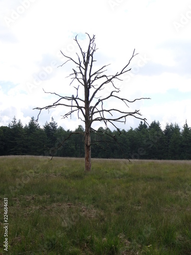 lonely tree without leaves