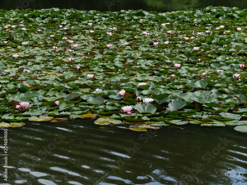 Waterfowl on the lake