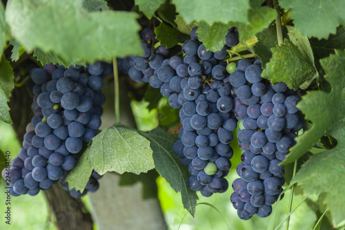 Bunches of ripe black grapes on a background of green leaves.