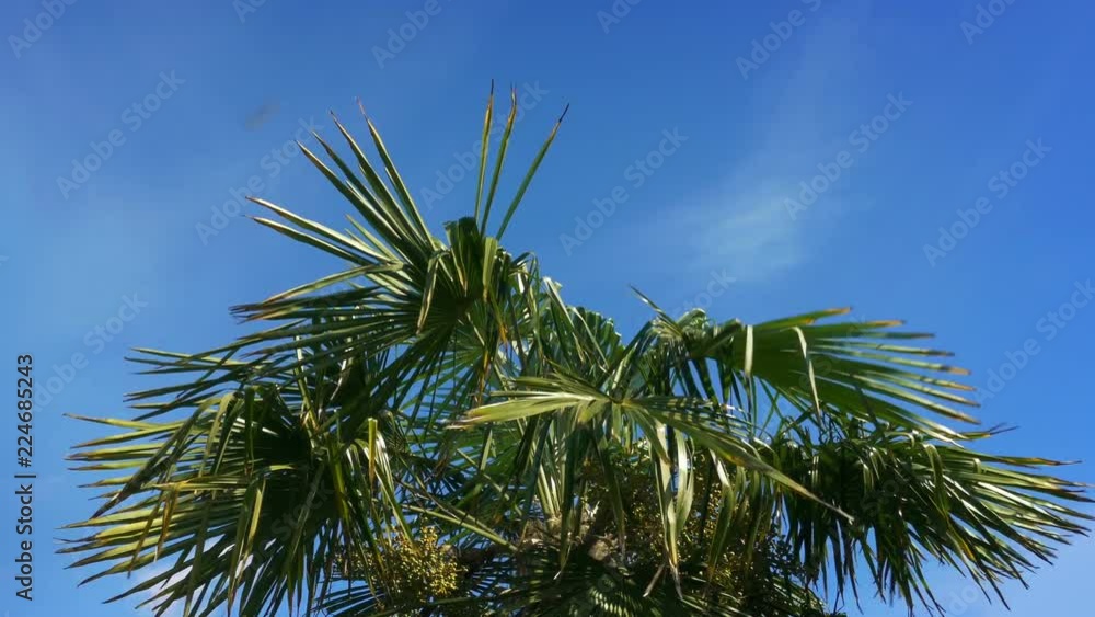 Tropical Palm Tree In Strong Winds Tropical Palm Tree In Strong Winds