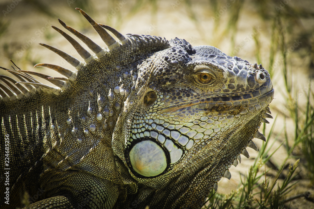 leguan leguan